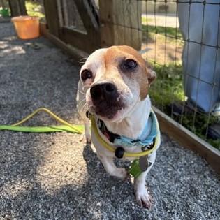 Enlarge Brutus, an adopted mixed breed in Phoenixville, PA image 3/6