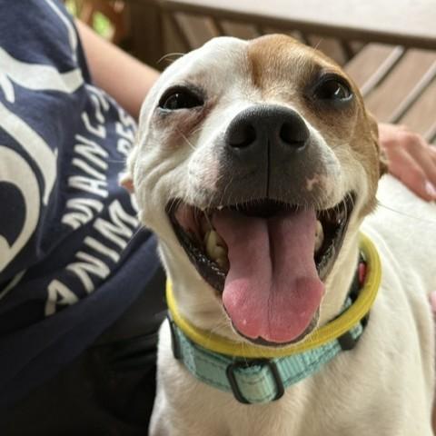 Enlarge Brutus, an adopted mixed breed in Phoenixville, PA image 2/6