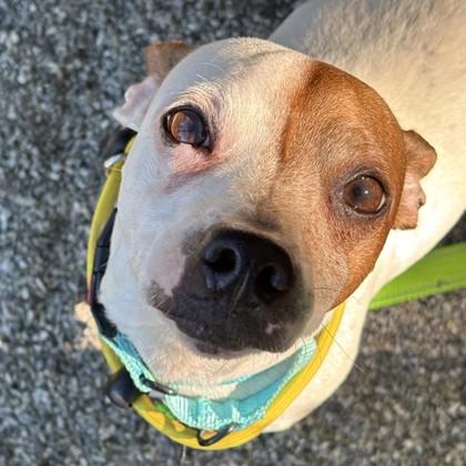 Enlarge Brutus, an adopted mixed breed in Phoenixville, PA image 5/6