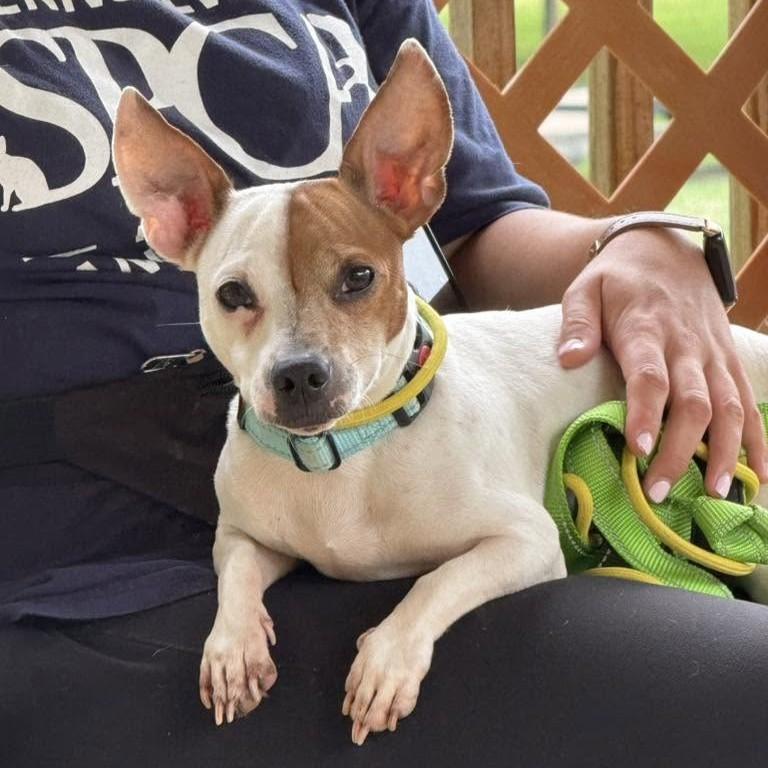 Brutus, adopted, Adult Male Chihuahua & Jack Russell Terrier.