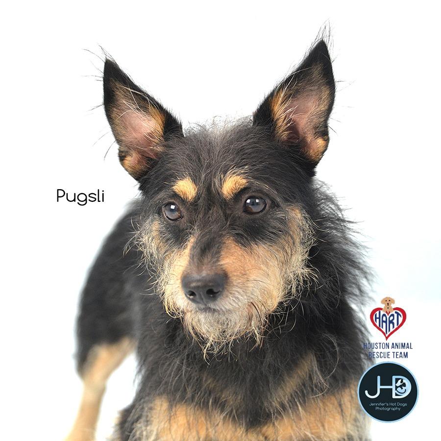 Enlarge Cicily, a Adoptable mixed breed in Hockley, TX image 2/6