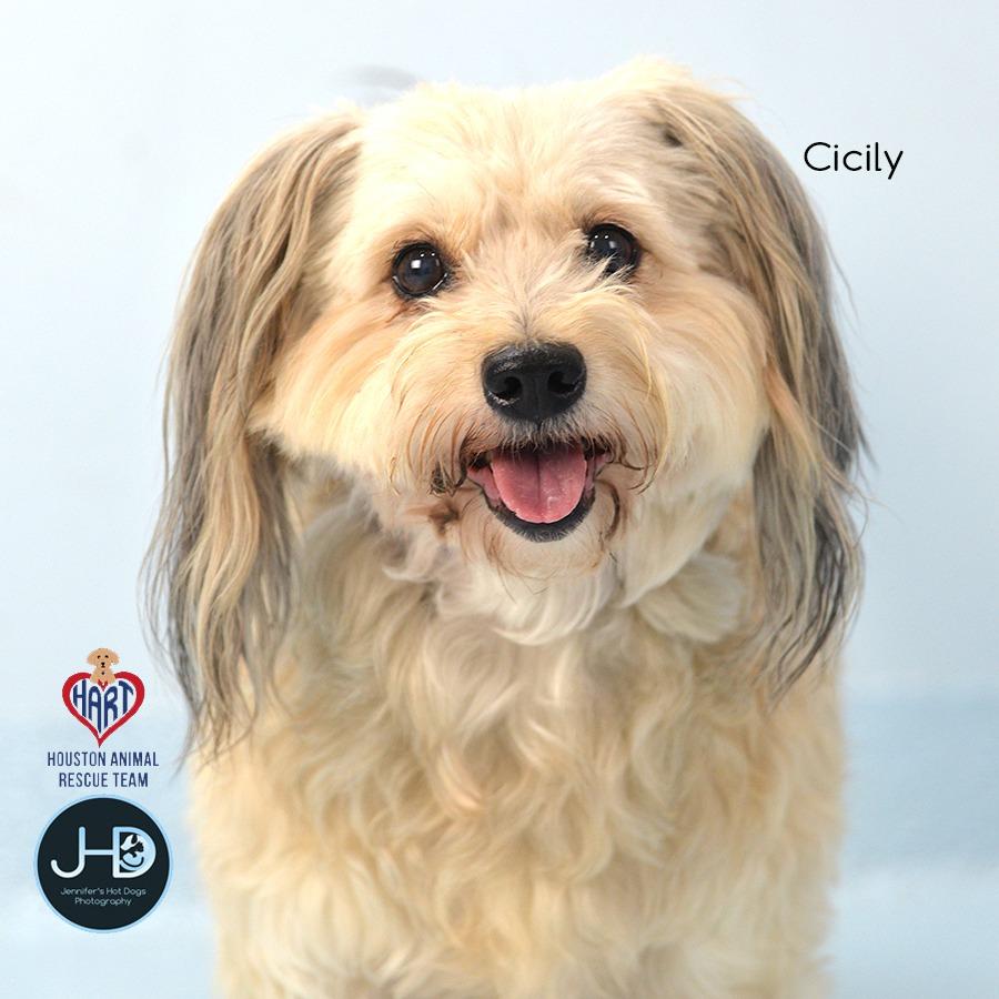 Enlarge Cicily, a Adoptable mixed breed in Hockley, TX image 3/6