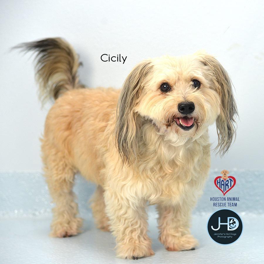 Enlarge Cicily, a Adoptable mixed breed in Hockley, TX image 4/6