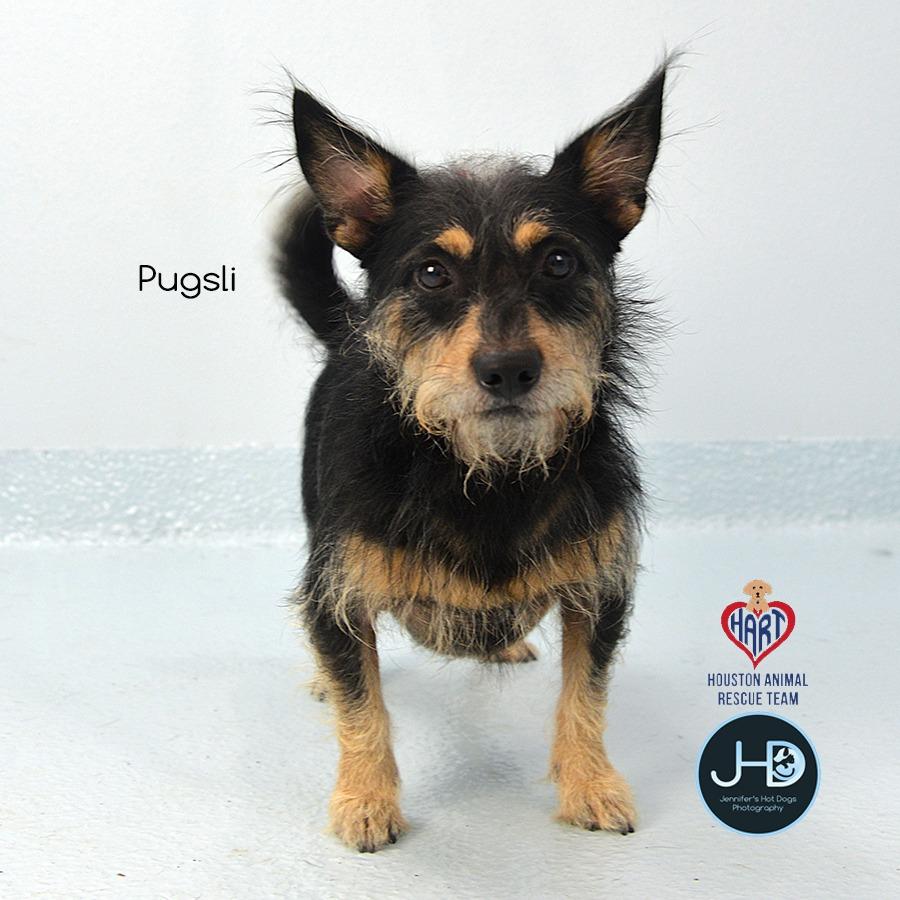 Enlarge Cicily, a Adoptable mixed breed in Hockley, TX image 5/6