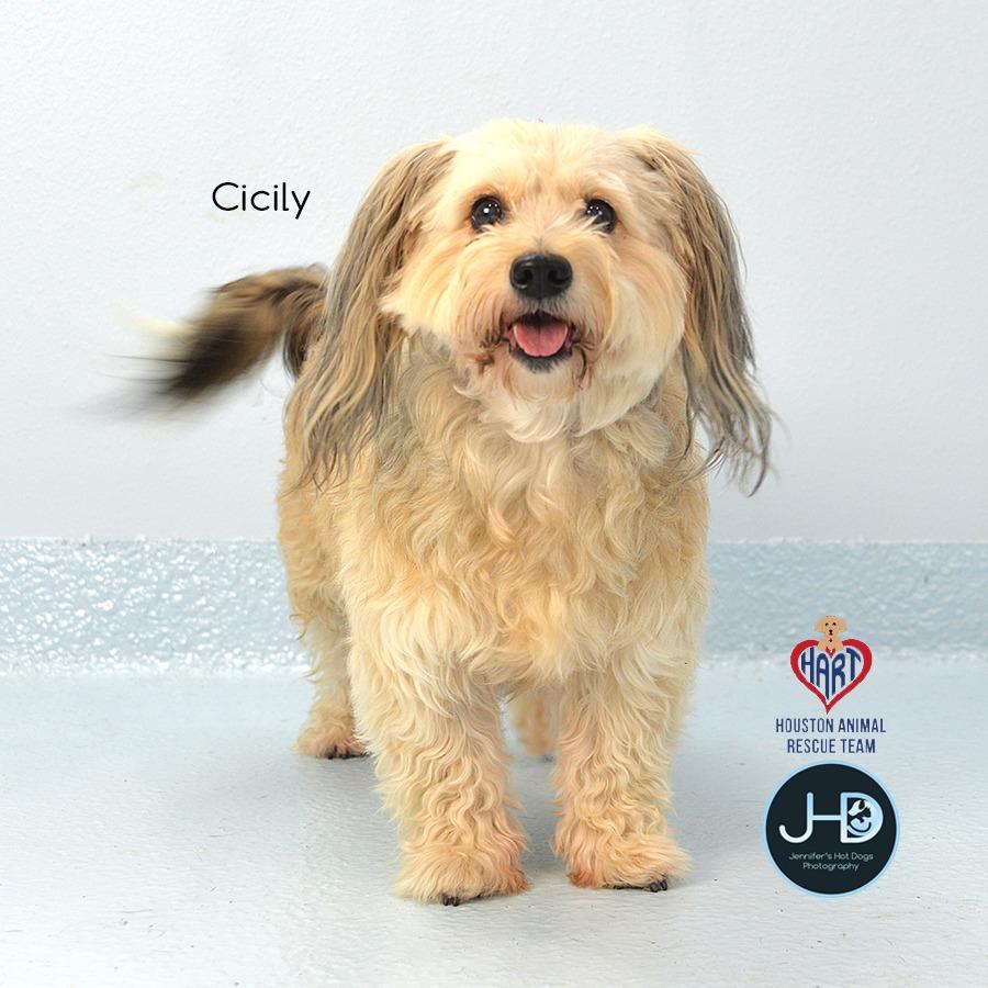 Enlarge Cicily, a Adoptable mixed breed in Hockley, TX image 6/6