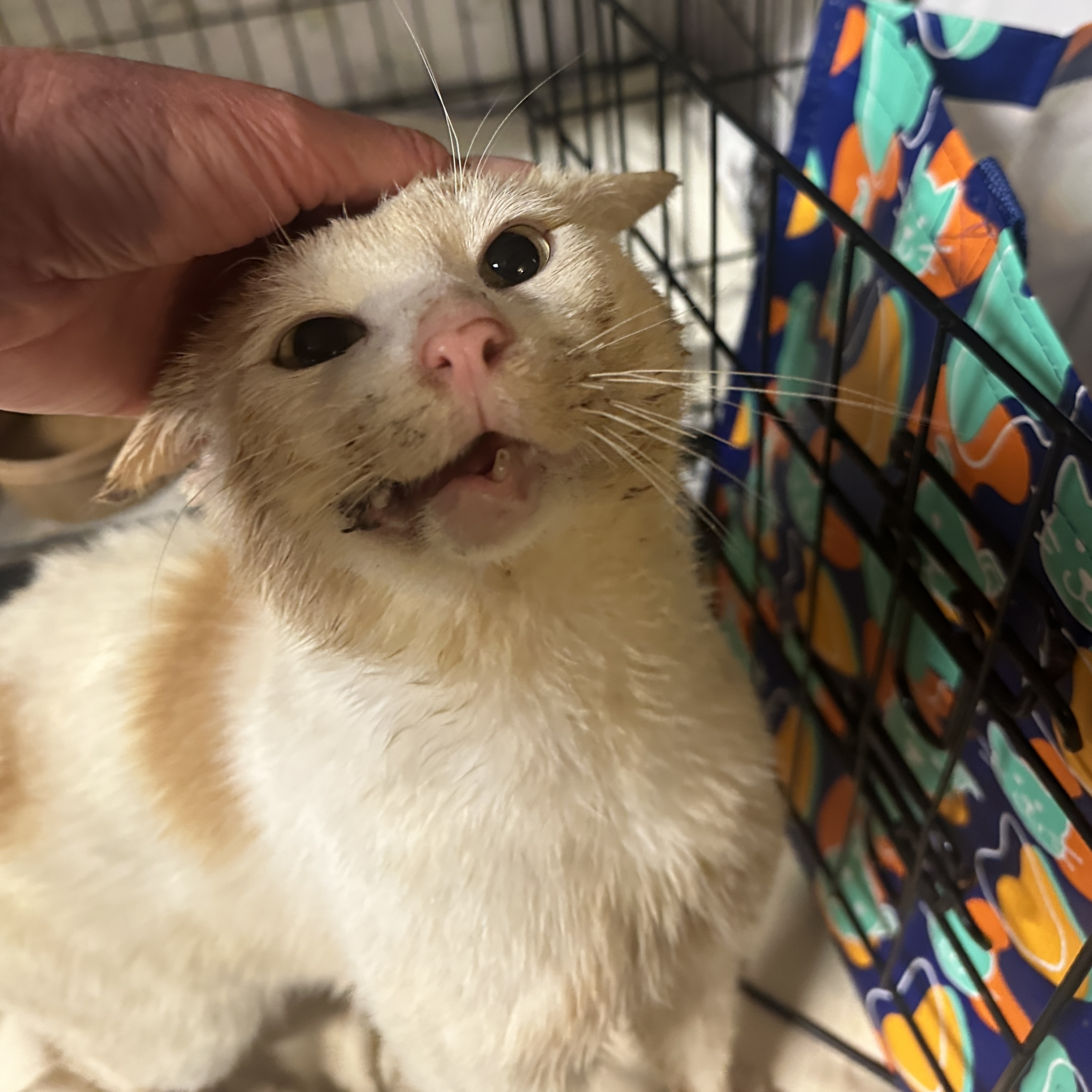 Evryn, adoptable, Adult Male Domestic Short Hair.