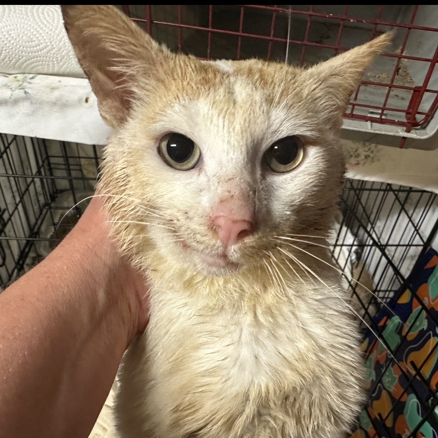 Enlarge Evryn, an adoptable Domestic Short Hair in Oceanside, CA image 2/5