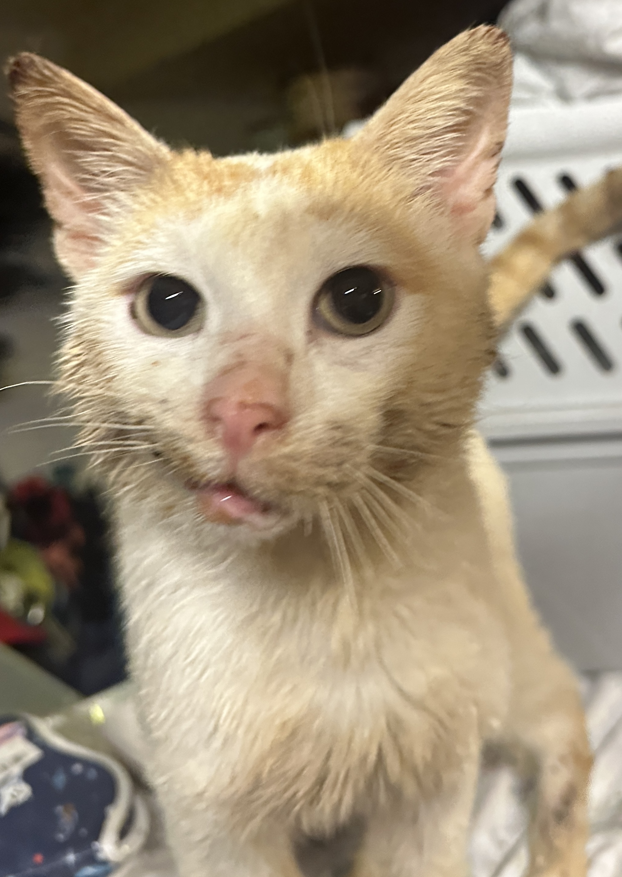 Enlarge Evryn, an adoptable Domestic Short Hair in Oceanside, CA image 3/5