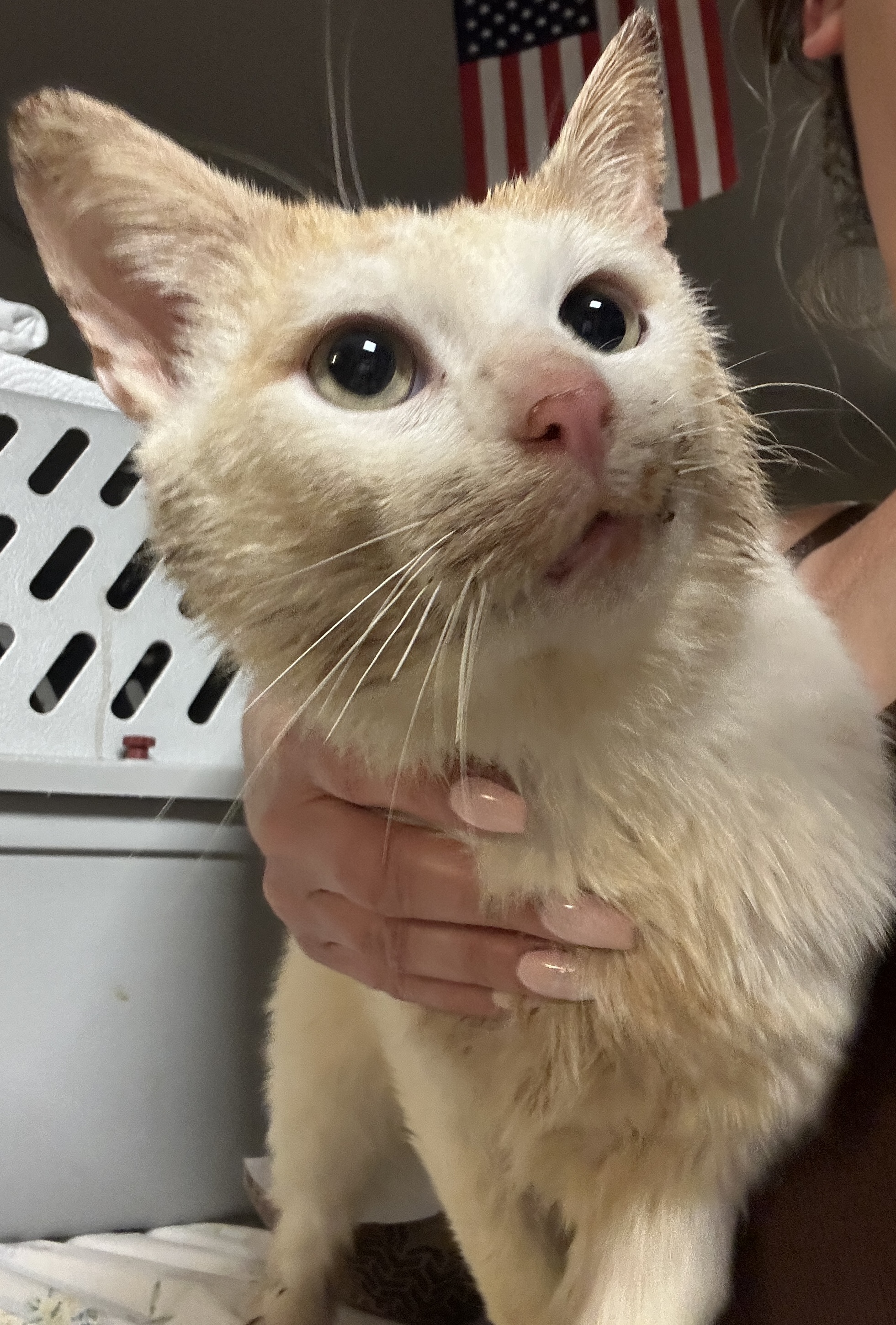 Enlarge Evryn, an adoptable Domestic Short Hair in Oceanside, CA image 4/5