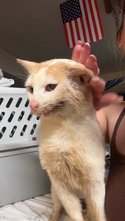 Enlarge Evryn, an adoptable Domestic Short Hair in Oceanside, CA video 5/5