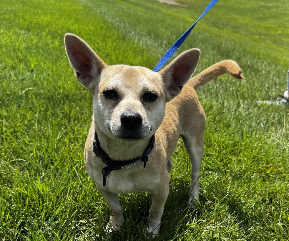Enlarge Delwin, an adopted Chihuahua in Portland, ME image 3/3