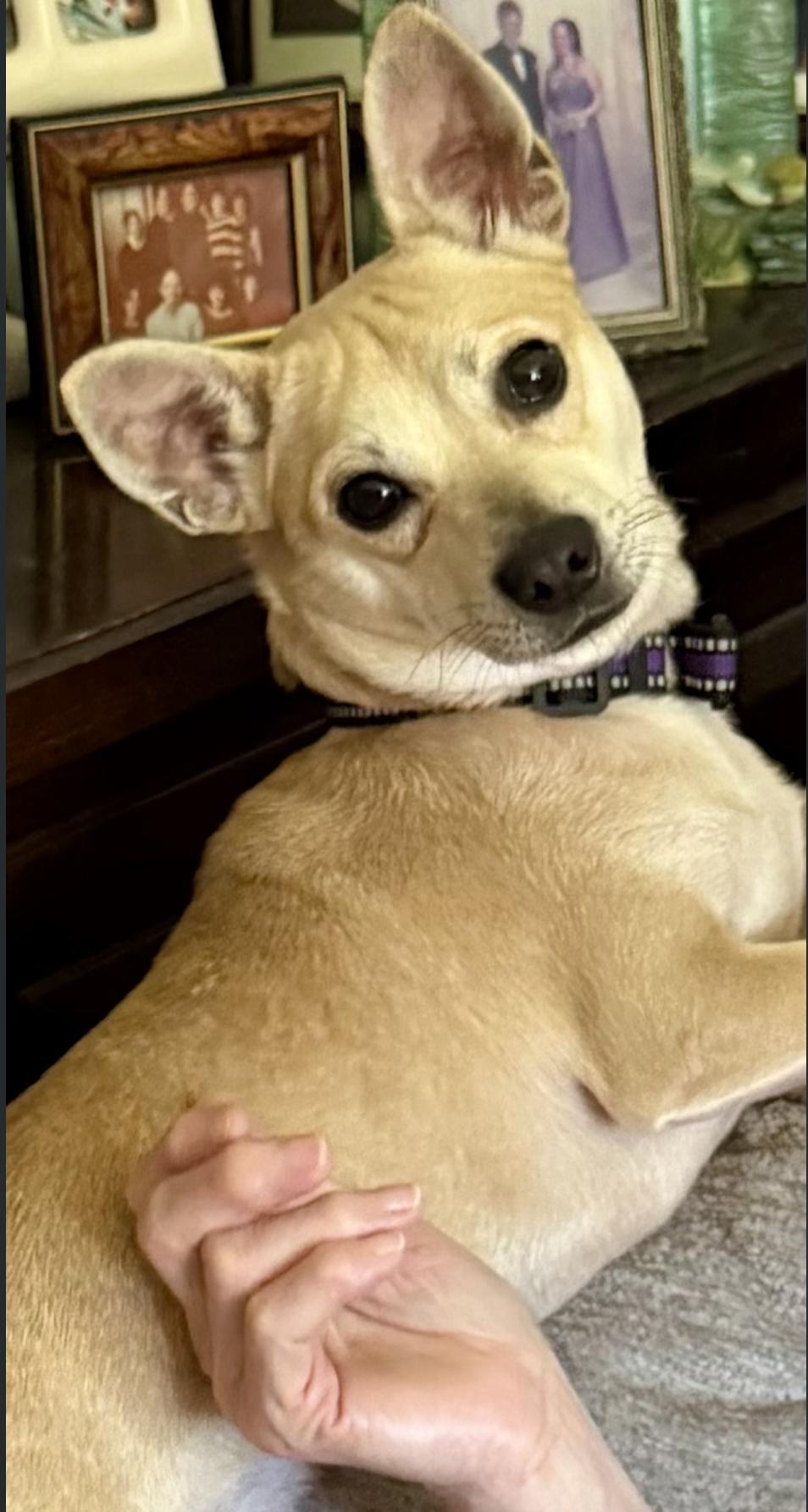 Delwin, adopted, Adult Male Chihuahua.