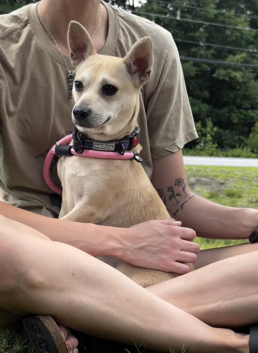 Enlarge Delwin, an adopted Chihuahua in Portland, ME image 2/3
