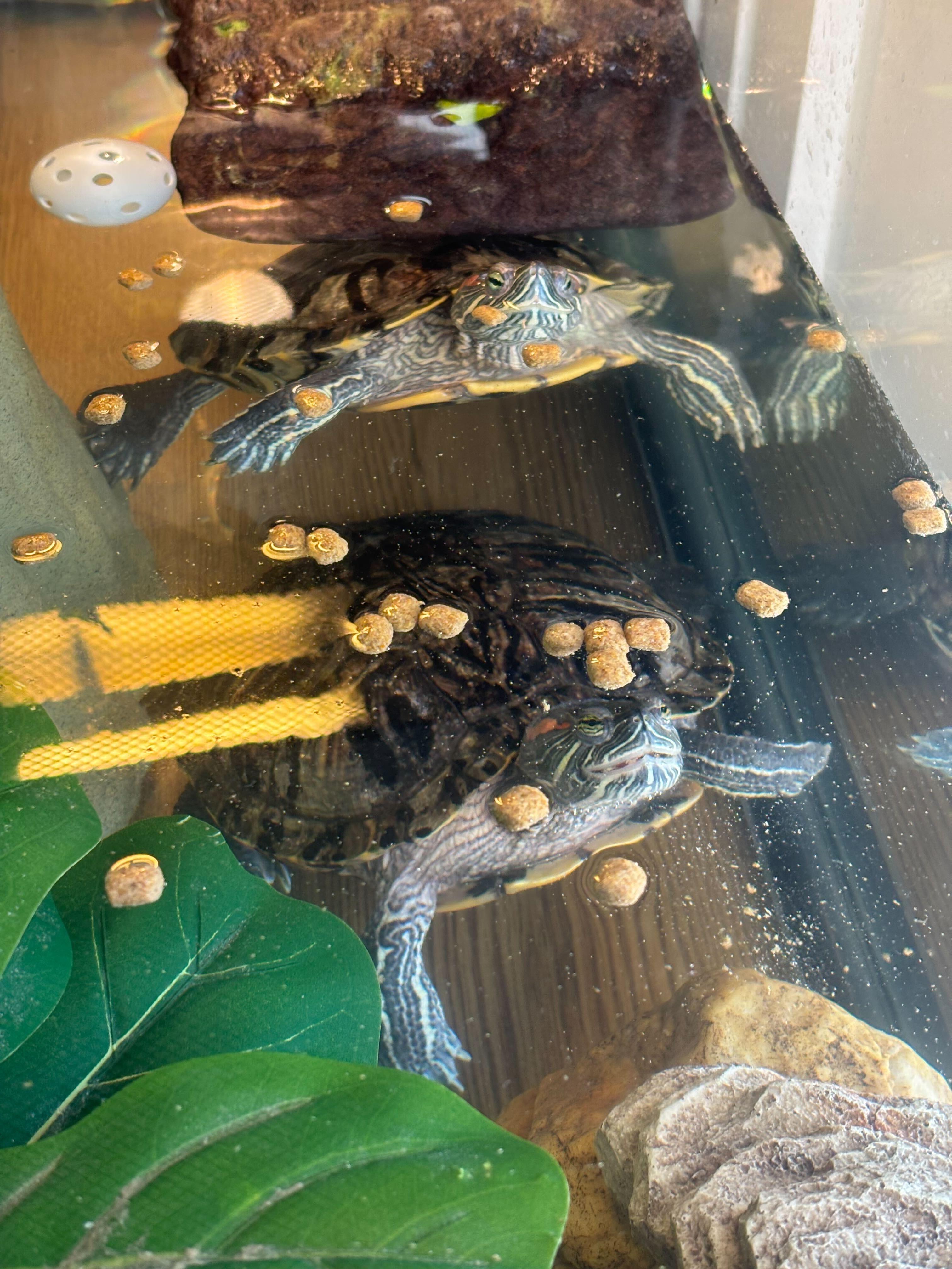 Master Oogway and Donnashella, Adoptable, Adult Female Red-Eared Slider.