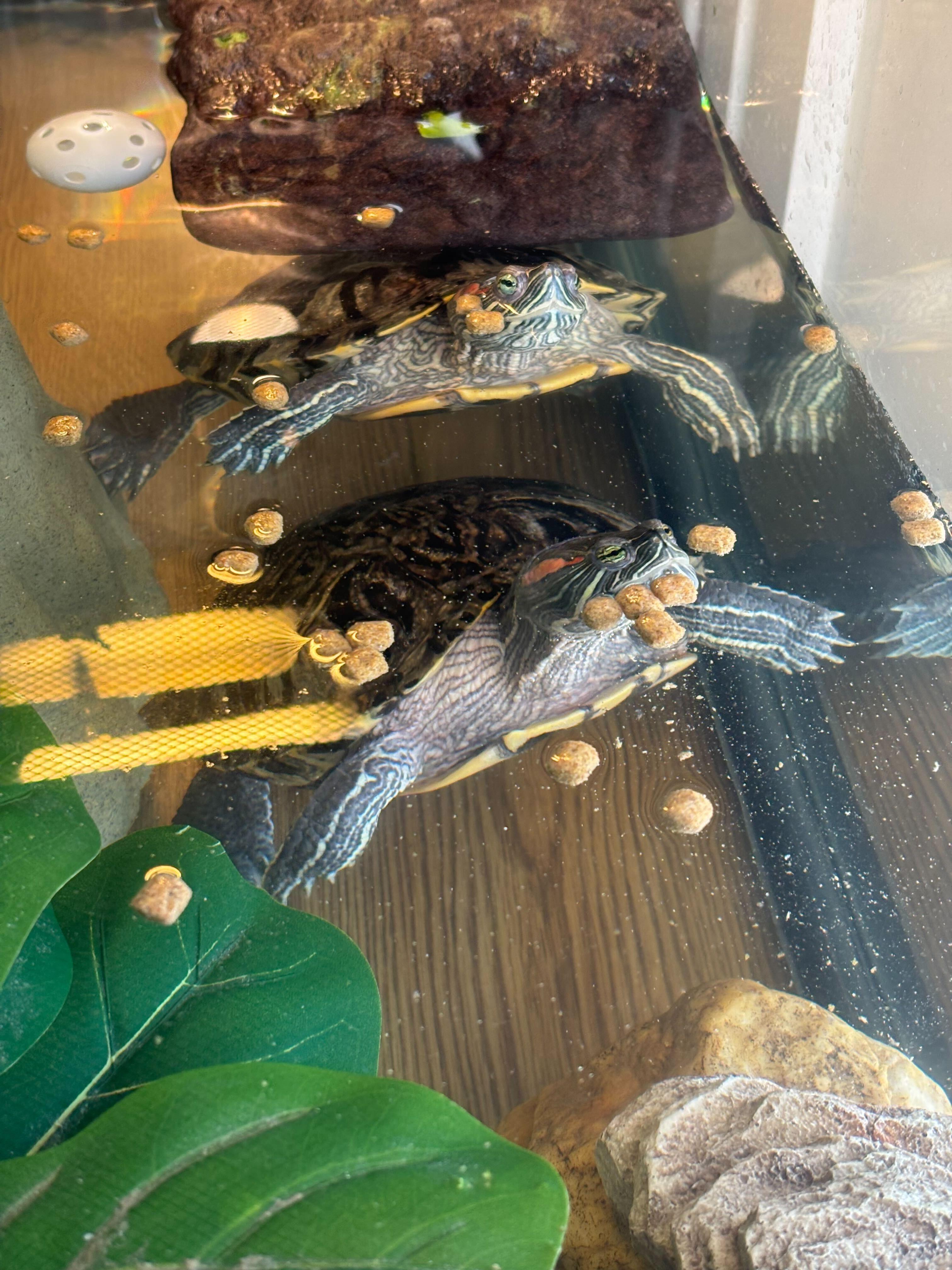 Enlarge Master Oogway and Donnashella, a Adoptable Red-Eared Slider in Manchester, NH image 2/2