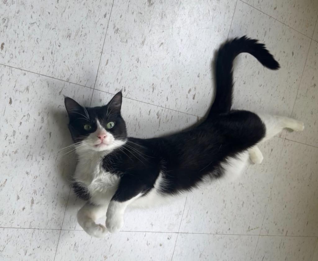 ASHER, Adopted, Adult Male Domestic Short Hair.