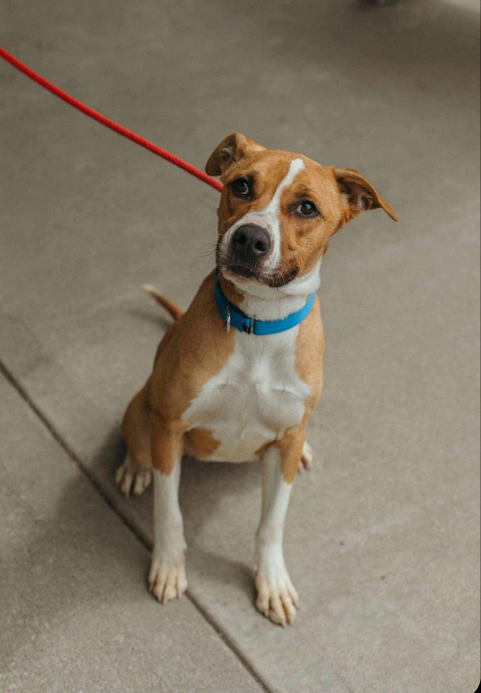 Enlarge Brooke, a Adoptable mixed breed in Clinton, MO image 1/2