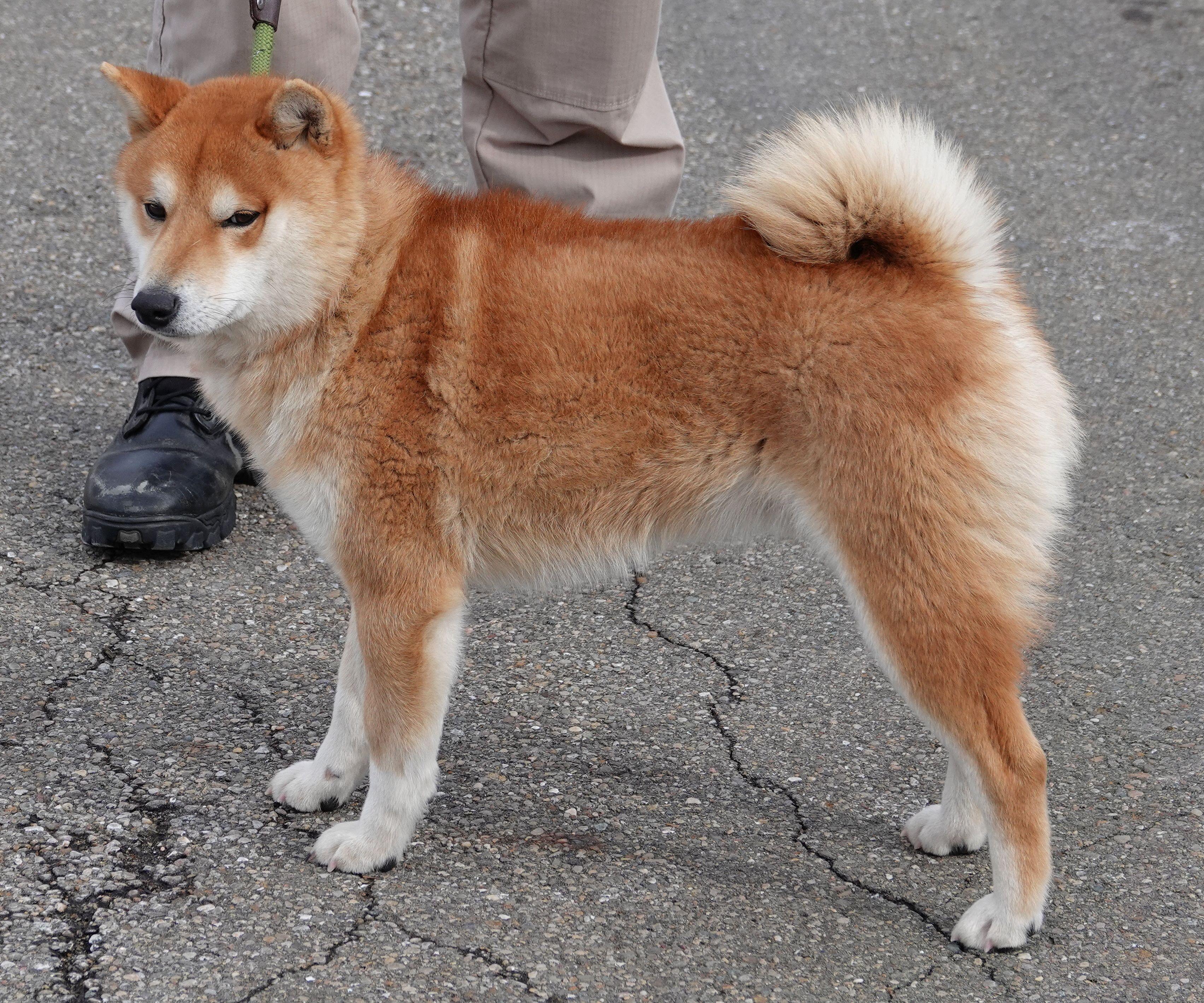 Enlarge Lewis - ADOPTED , an adoption pending Shiba Inu in Millfield, OH image 2/3