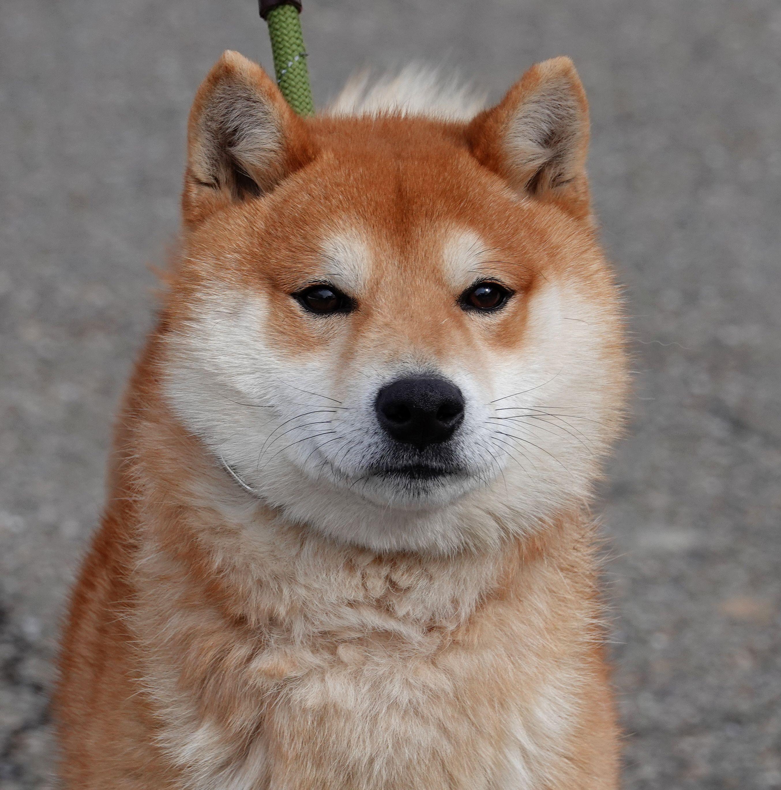 Enlarge Lewis - ADOPTED , an adoption pending Shiba Inu in Millfield, OH image 1/3