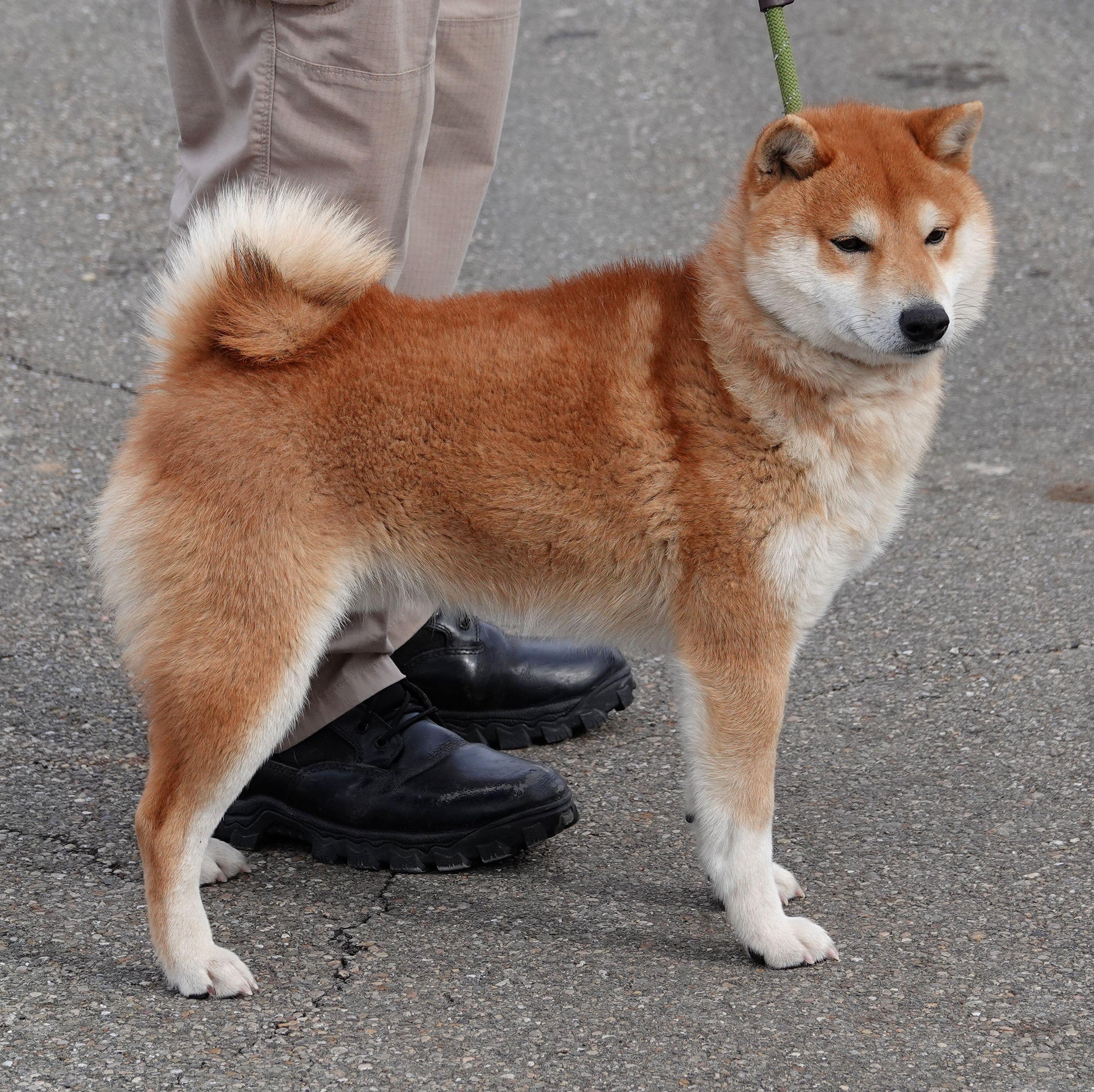 Enlarge Lewis - ADOPTED , an adoption pending Shiba Inu in Millfield, OH image 3/3