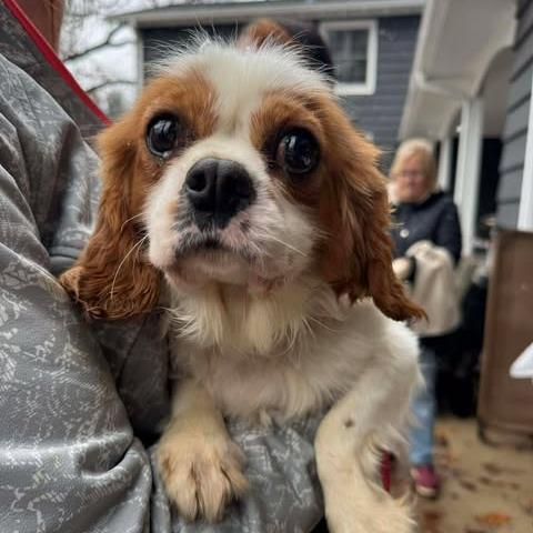 Enlarge Norma, a Adoptable Cavalier King Charles Spaniel in St. Charles, IL image 1/6
