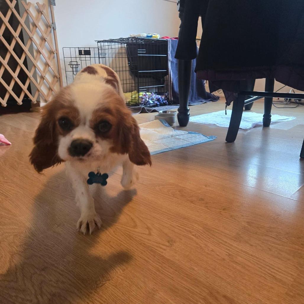 Enlarge Norma, a Adoptable Cavalier King Charles Spaniel in St. Charles, IL image 3/6