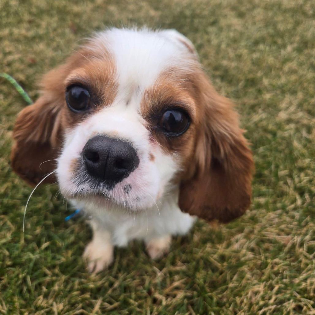 Enlarge Norma, a Adoptable Cavalier King Charles Spaniel in St. Charles, IL image 4/6