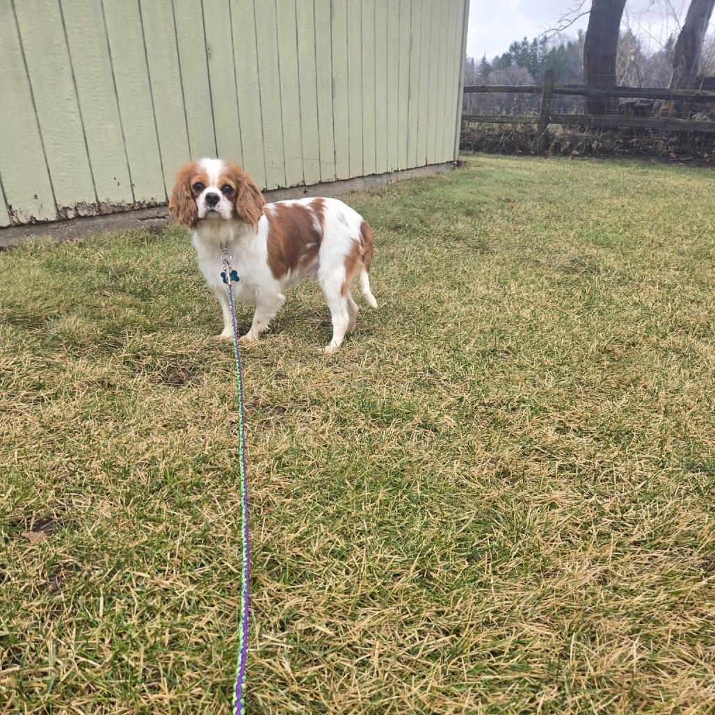 Enlarge Norma, a Adoptable Cavalier King Charles Spaniel in St. Charles, IL image 5/6