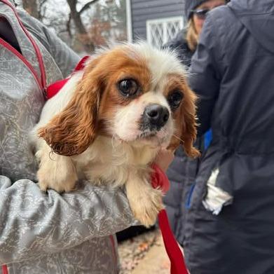 Enlarge Norma, a Adoptable Cavalier King Charles Spaniel in St. Charles, IL image 6/6