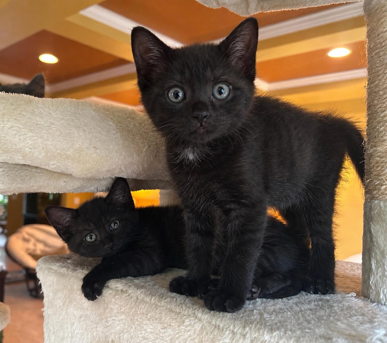 Bean Sprout (perfect little lap lover), an adopted Domestic Short Hair in Lemoyne, PA image 2/4