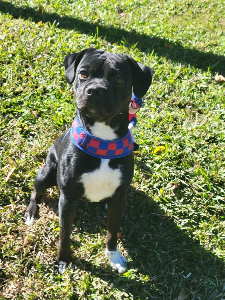 Enlarge Polo, a Adoptable mixed breed in North Syracuse, NY image 1/2