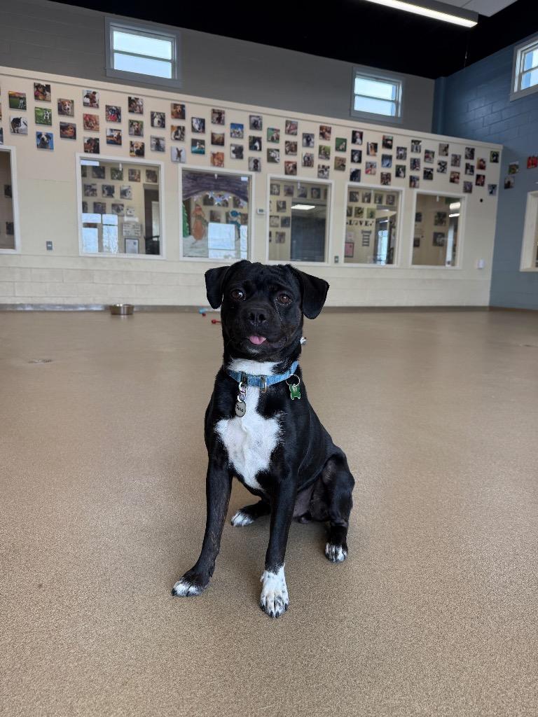 Enlarge Polo, a Adoptable mixed breed in North Syracuse, NY image 2/6