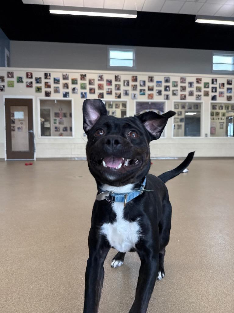 Enlarge Polo, a Adoptable mixed breed in North Syracuse, NY image 3/6