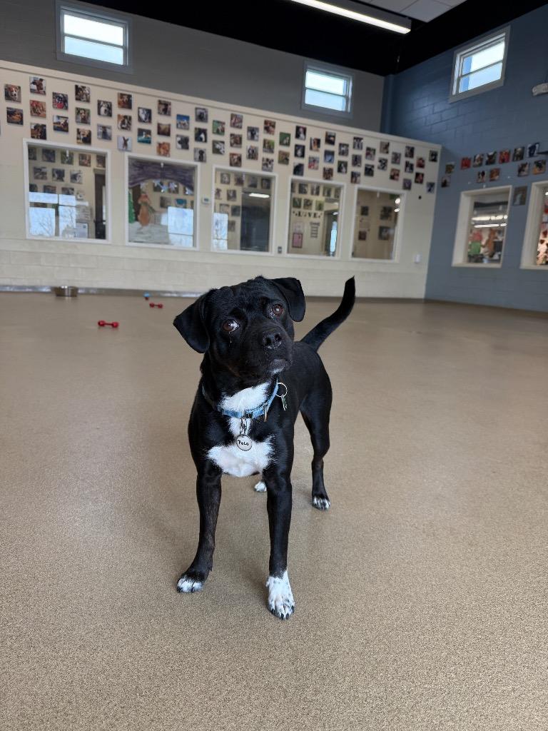 Enlarge Polo, a Adoptable mixed breed in North Syracuse, NY image 5/6