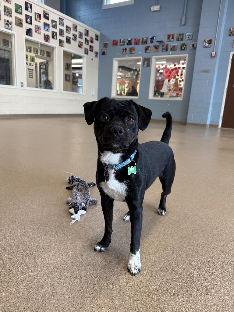 Enlarge Polo, a Adoptable mixed breed in North Syracuse, NY image 6/6