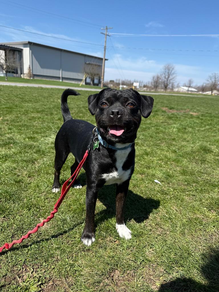 Enlarge Polo, a Adoptable mixed breed in North Syracuse, NY image 6/6