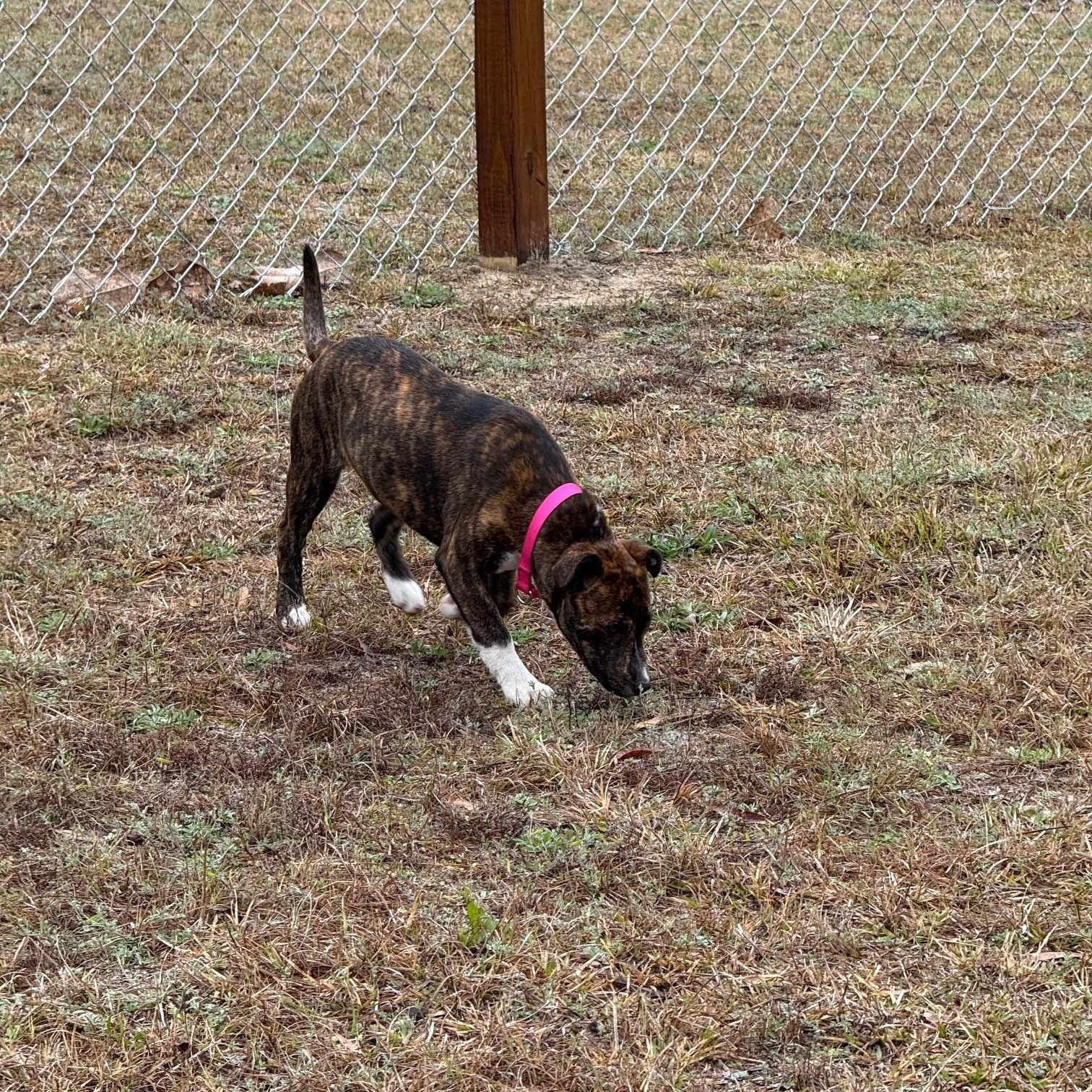 Enlarge Lizzie, a Adoptable mixed breed in Sharon, CT image 3/3
