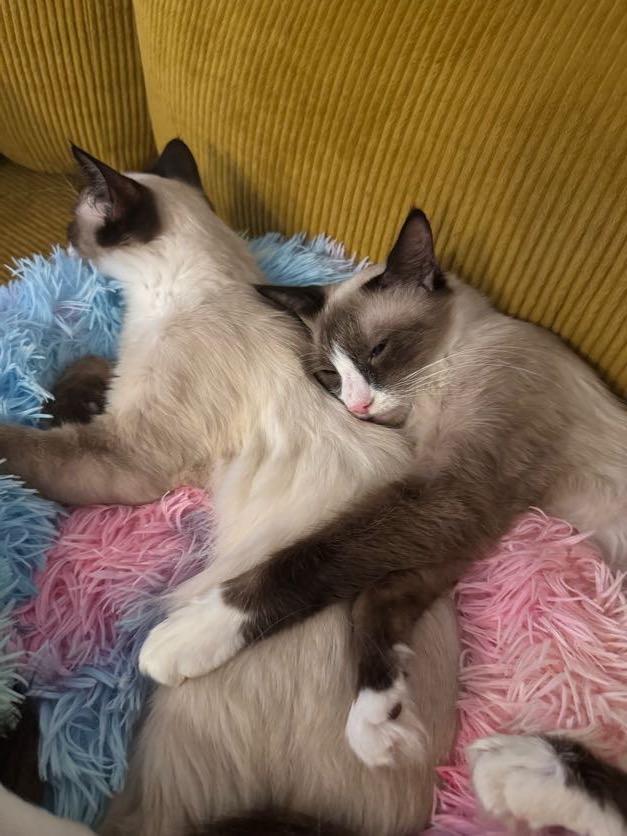 Enlarge Pudding, a Adopted Snowshoe in Brooklyn, NY image 4/6