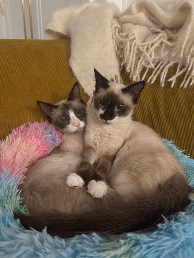Enlarge Pudding, a Adopted Snowshoe in Brooklyn, NY image 3/6