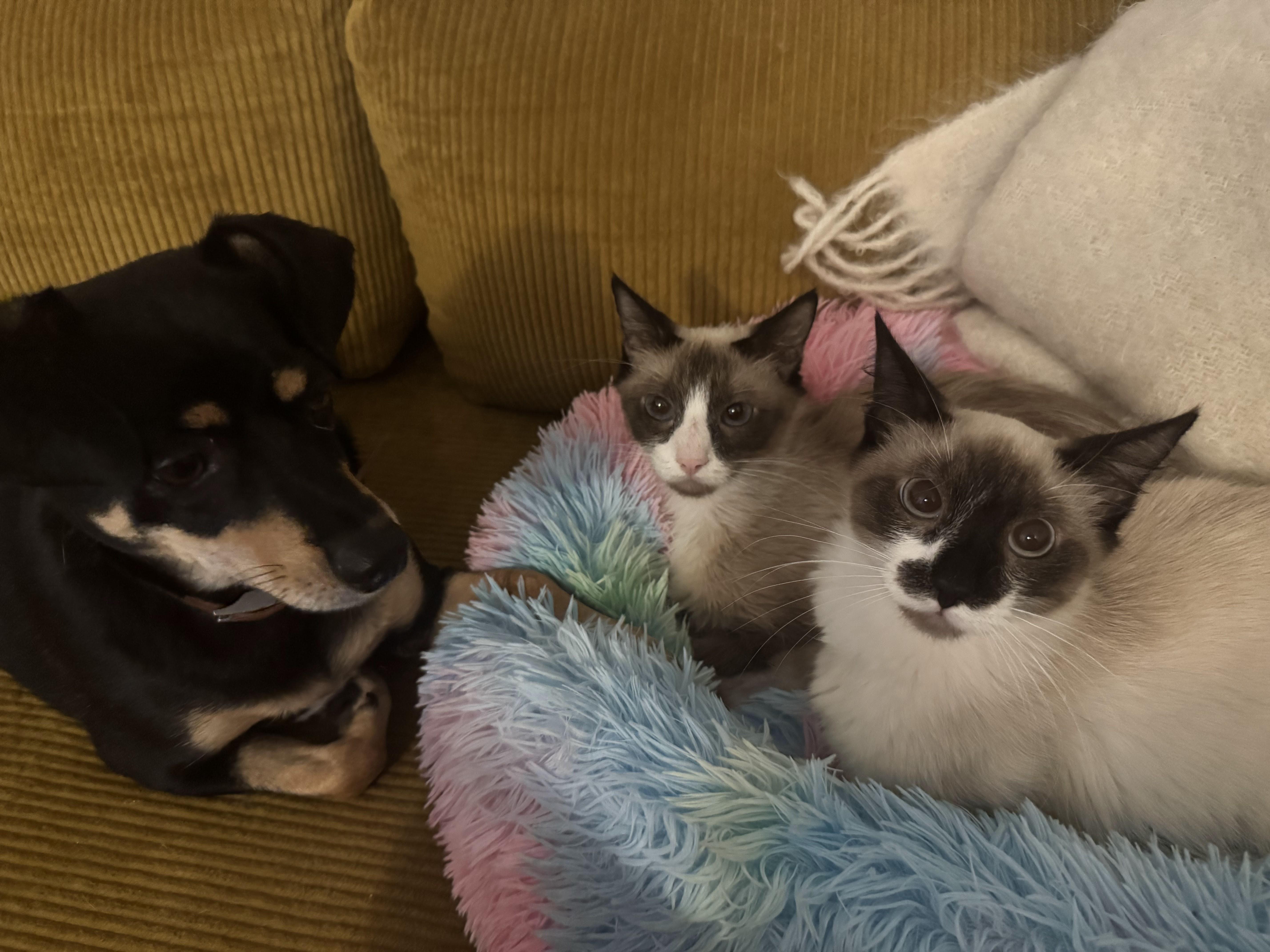 Enlarge Pudding, a Adopted Snowshoe in Brooklyn, NY image 5/6