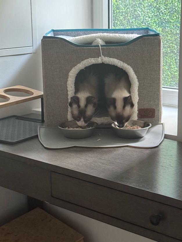 Enlarge Pudding, a Adopted Snowshoe in Brooklyn, NY image 6/6