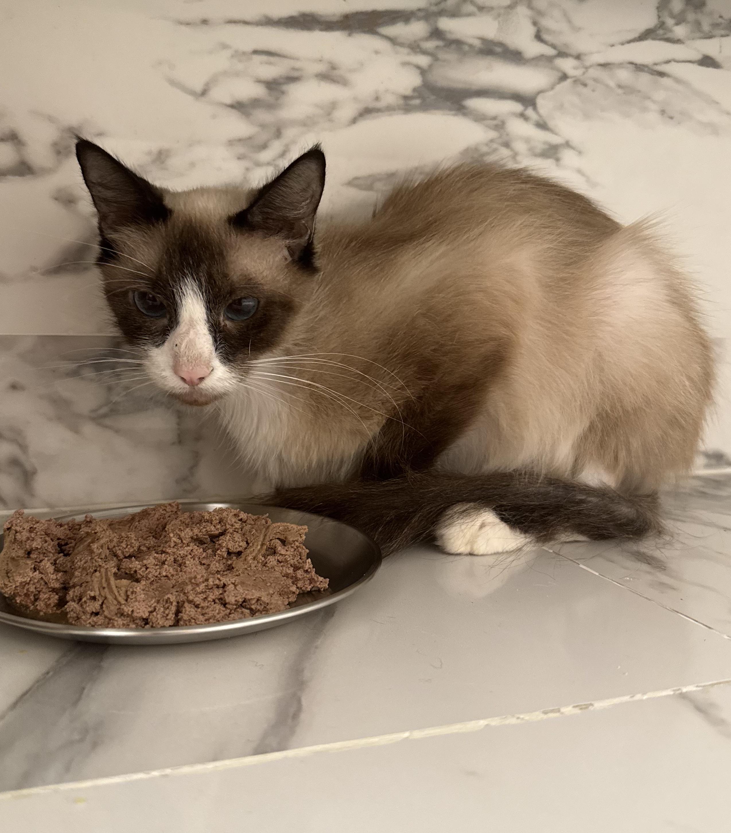 Pudding, Adopted, Adult Female Snowshoe.