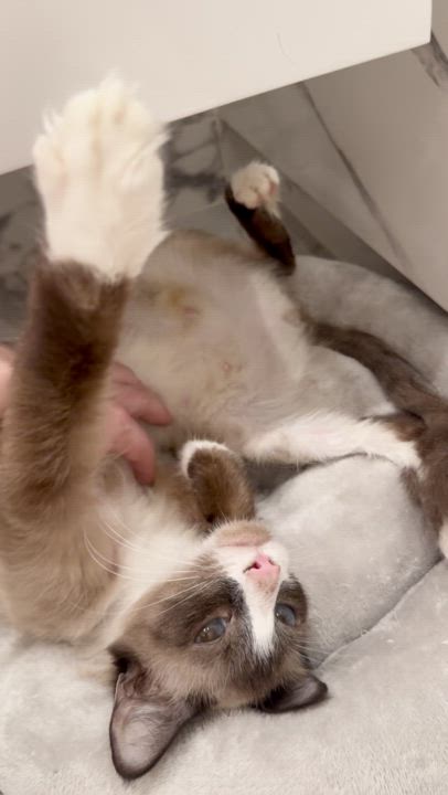 Enlarge Pudding, a Adopted Snowshoe in Brooklyn, NY video 2/6