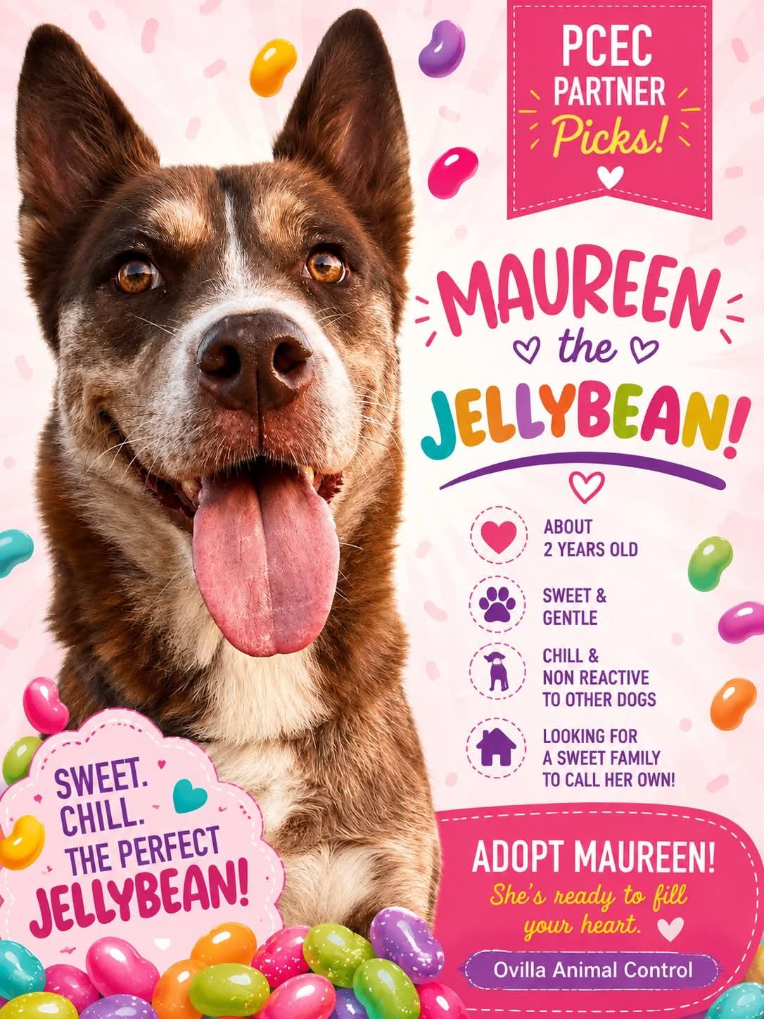 Enlarge Maureen Jellybean (Foster or Adopt), a Adopted mixed breed in Fort Collins, CO image 3/6