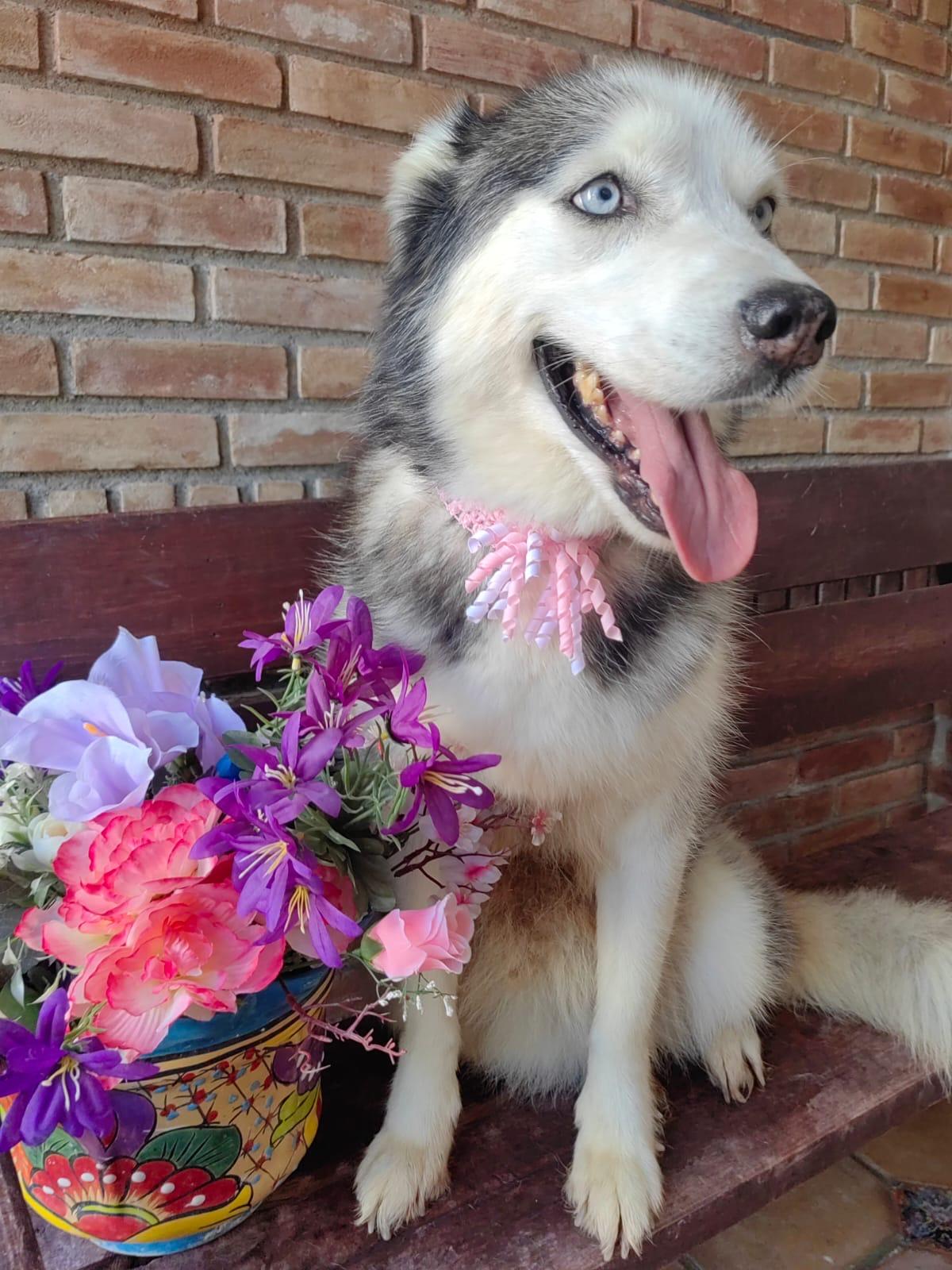 Enlarge Masha, a Adoptable mixed breed in Bangor, ME image 1/6