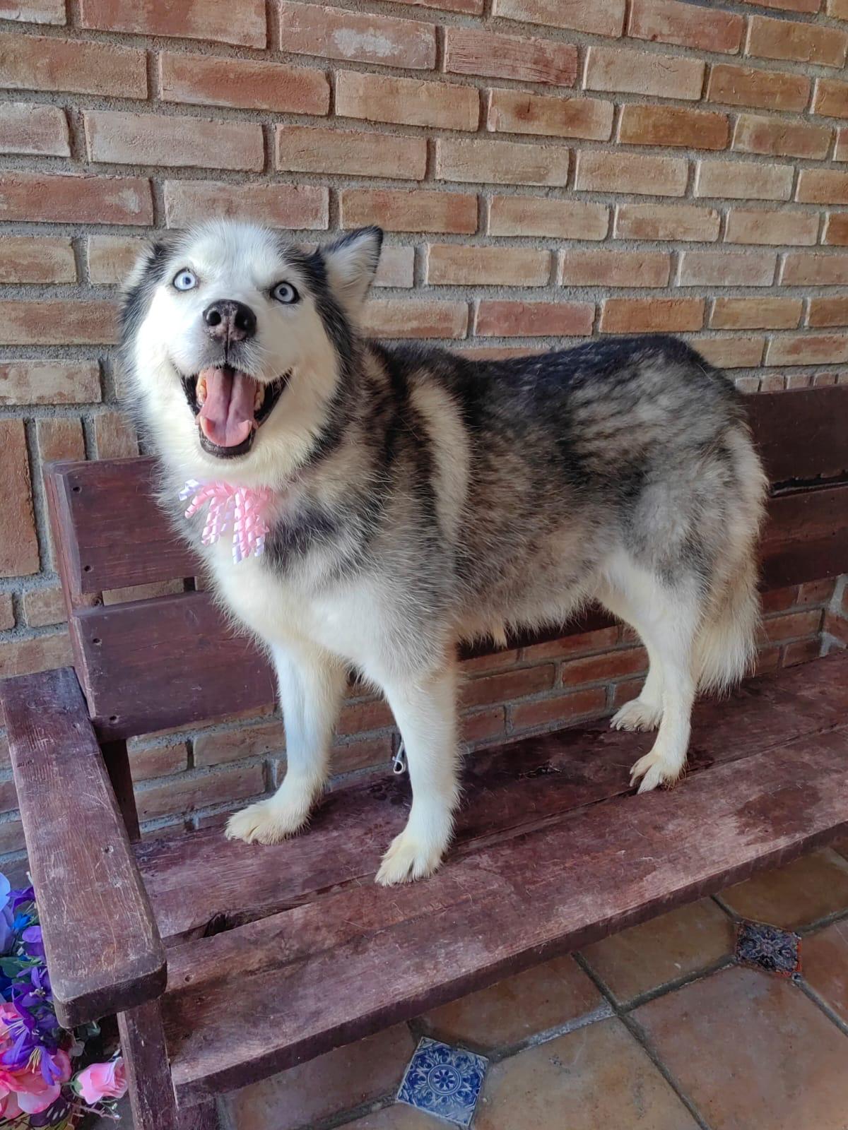 Enlarge Masha, a Adoptable mixed breed in Bangor, ME image 2/6