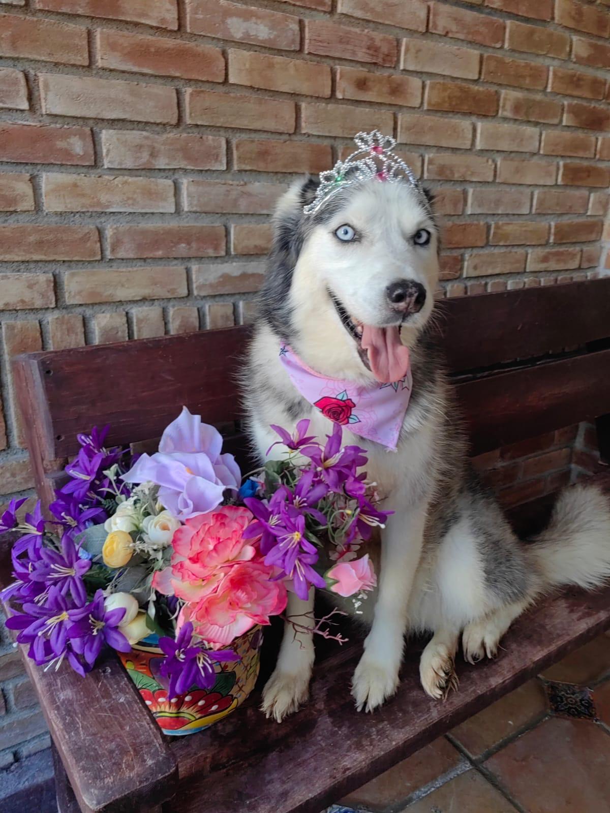 Enlarge Masha, a Adoptable mixed breed in Bangor, ME image 3/6