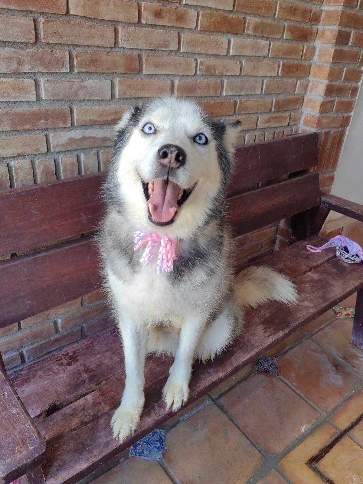 Enlarge Masha, a Adoptable mixed breed in Bangor, ME image 4/6