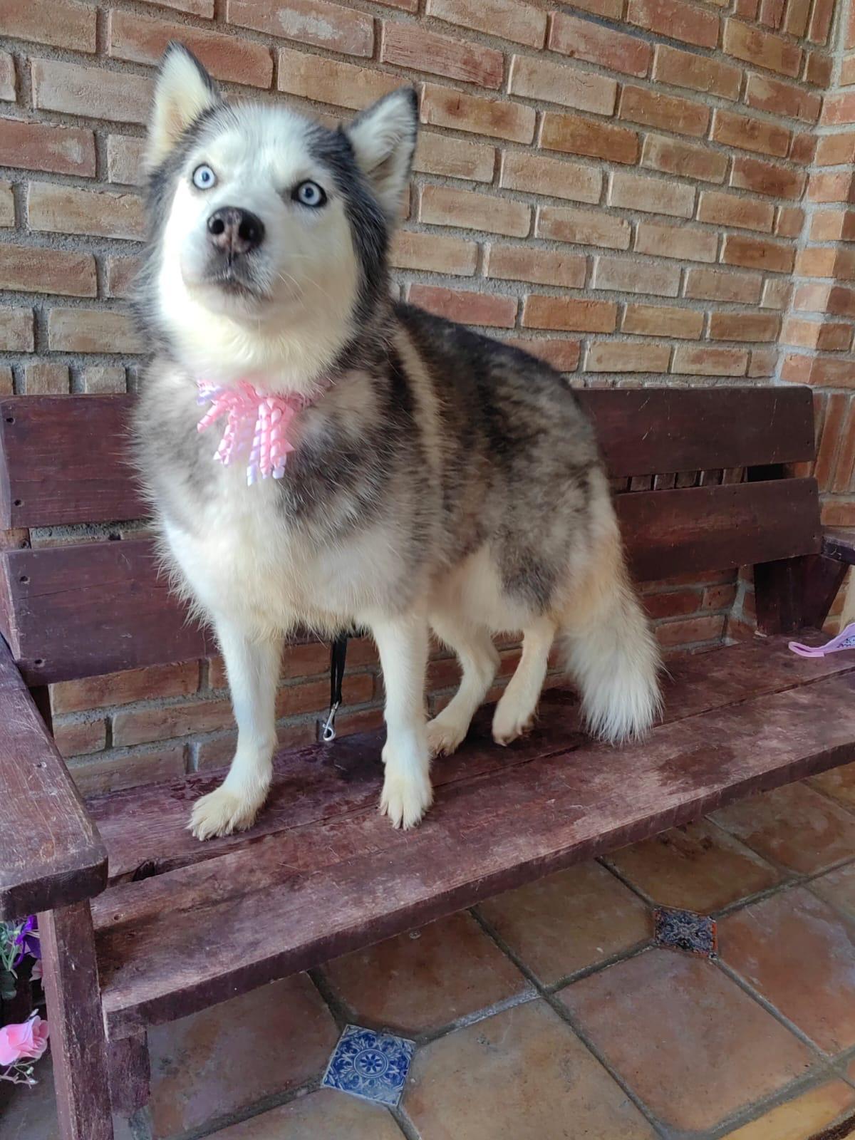 Enlarge Masha, a Adoptable mixed breed in Bangor, ME image 5/6