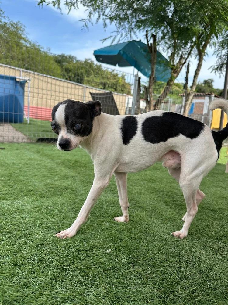 Raisin, a Adoptable mixed breed in Vancouver, BC image 6/6